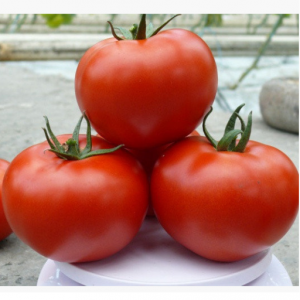 Прайд F1 - томат индетерминантный, Lark Seeds (Ларк Сидс), США фото, цена